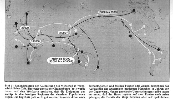 Baskisches Genprofil